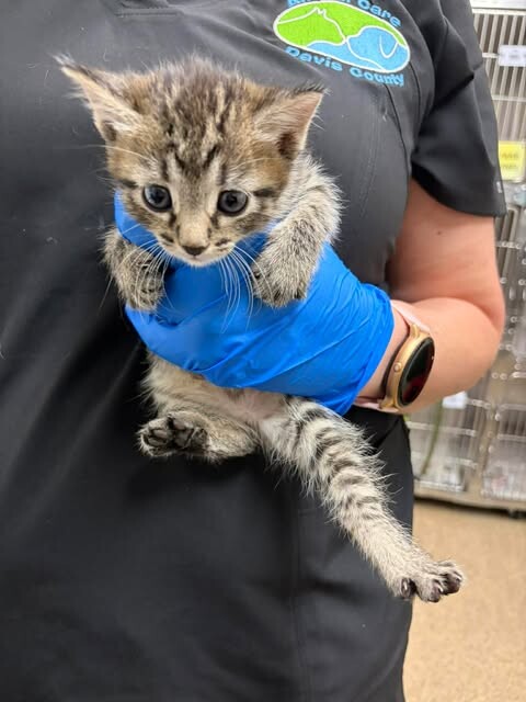 Picture of the Animal Listed