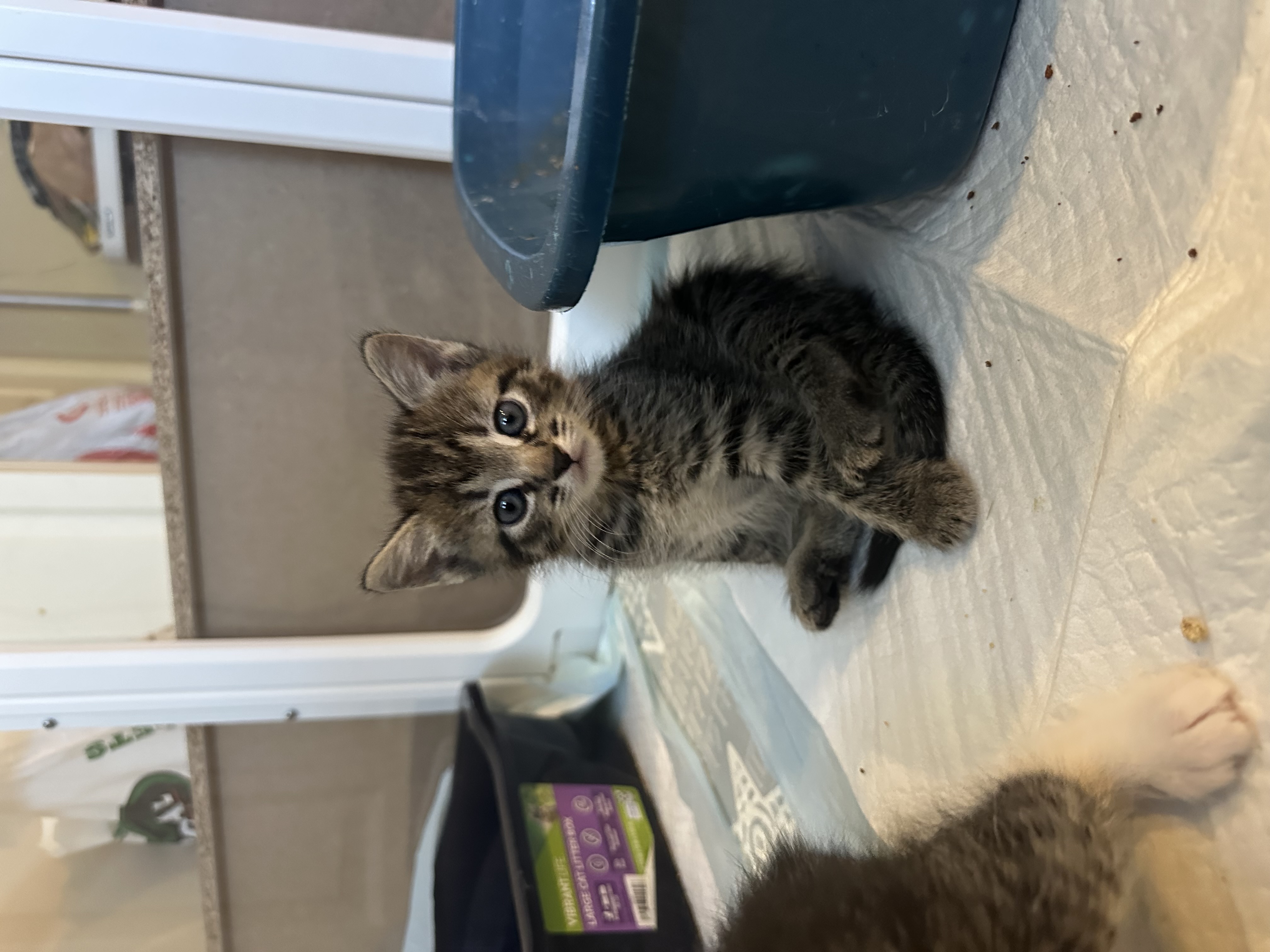 Picture of the Animal Listed