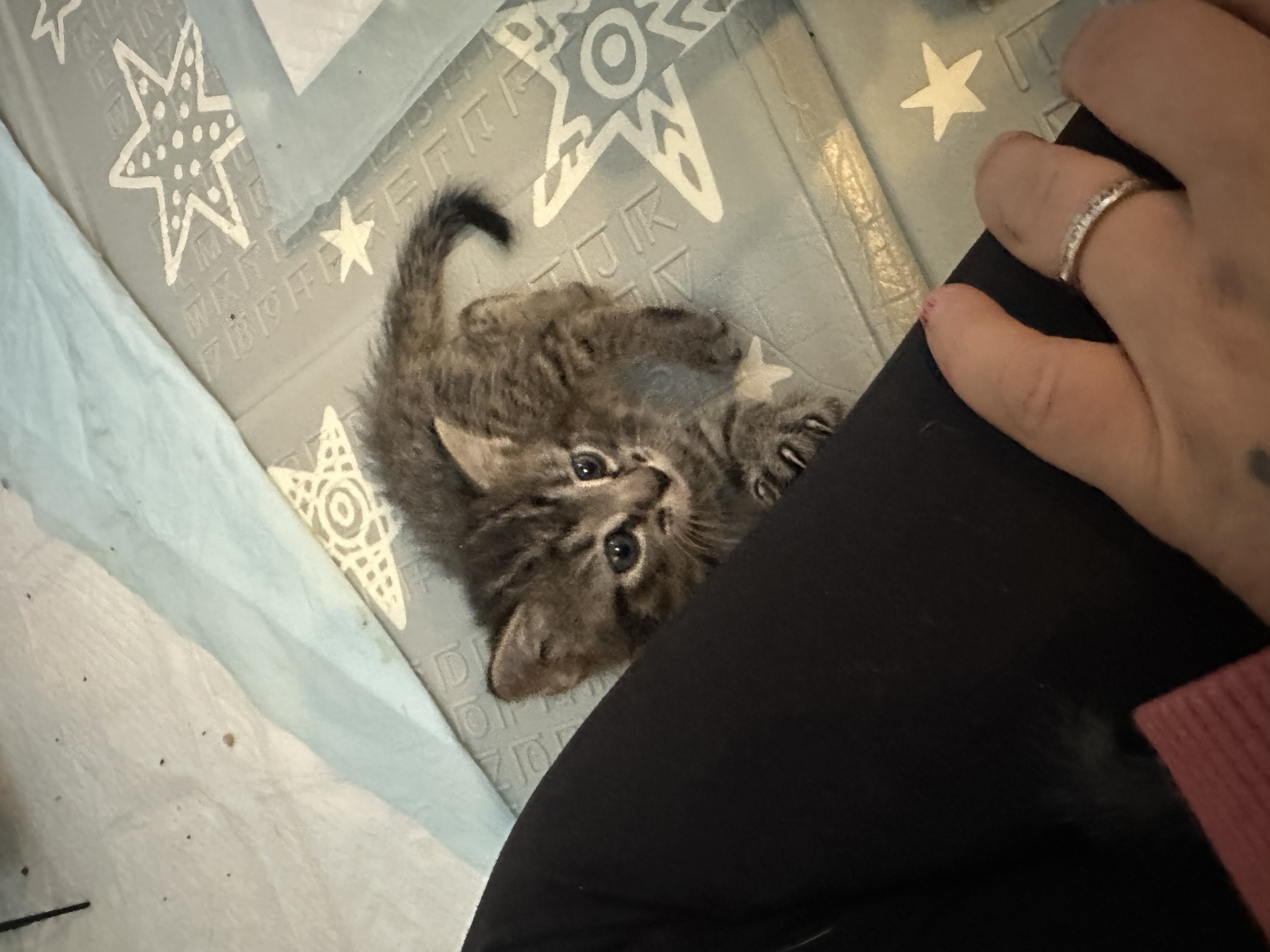 Picture of the Animal Listed