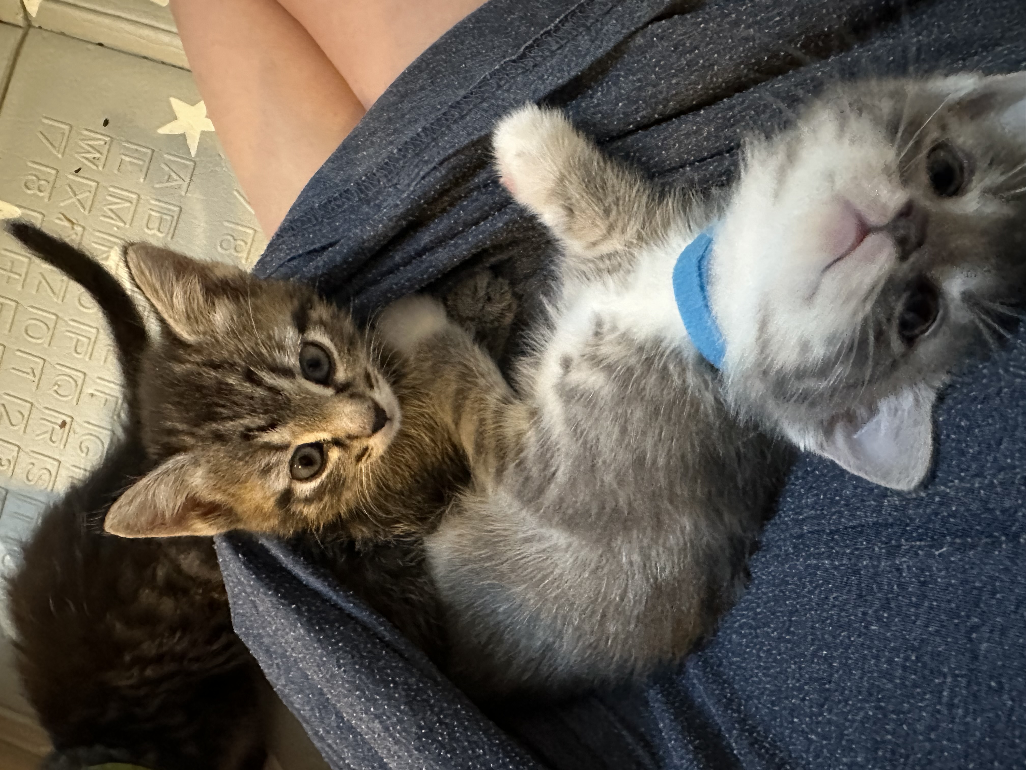 Picture of the Animal Listed