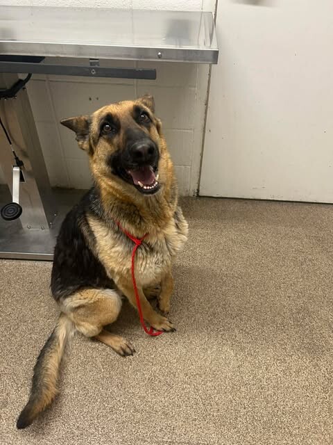 Picture of the Animal Listed