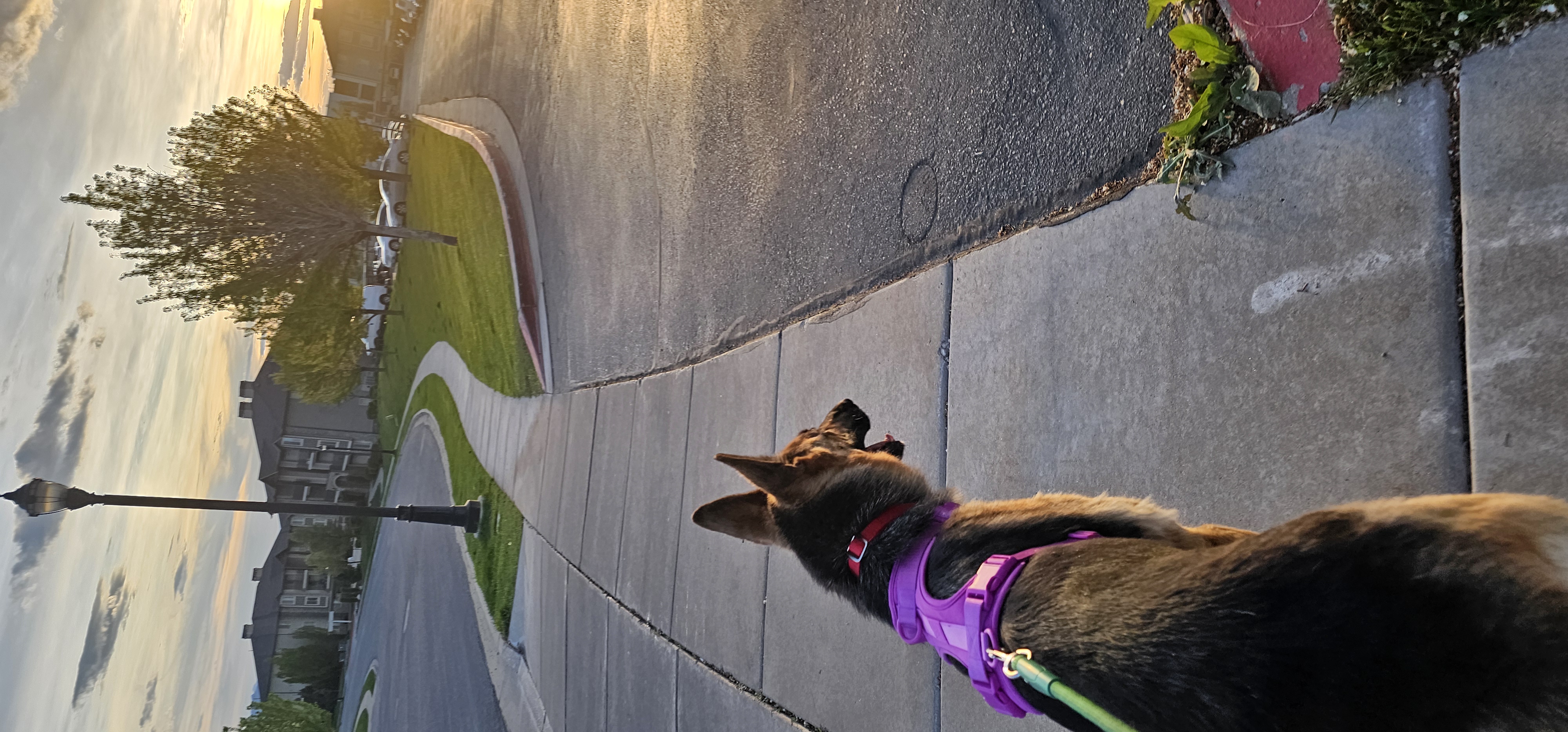 Picture of the Animal Listed