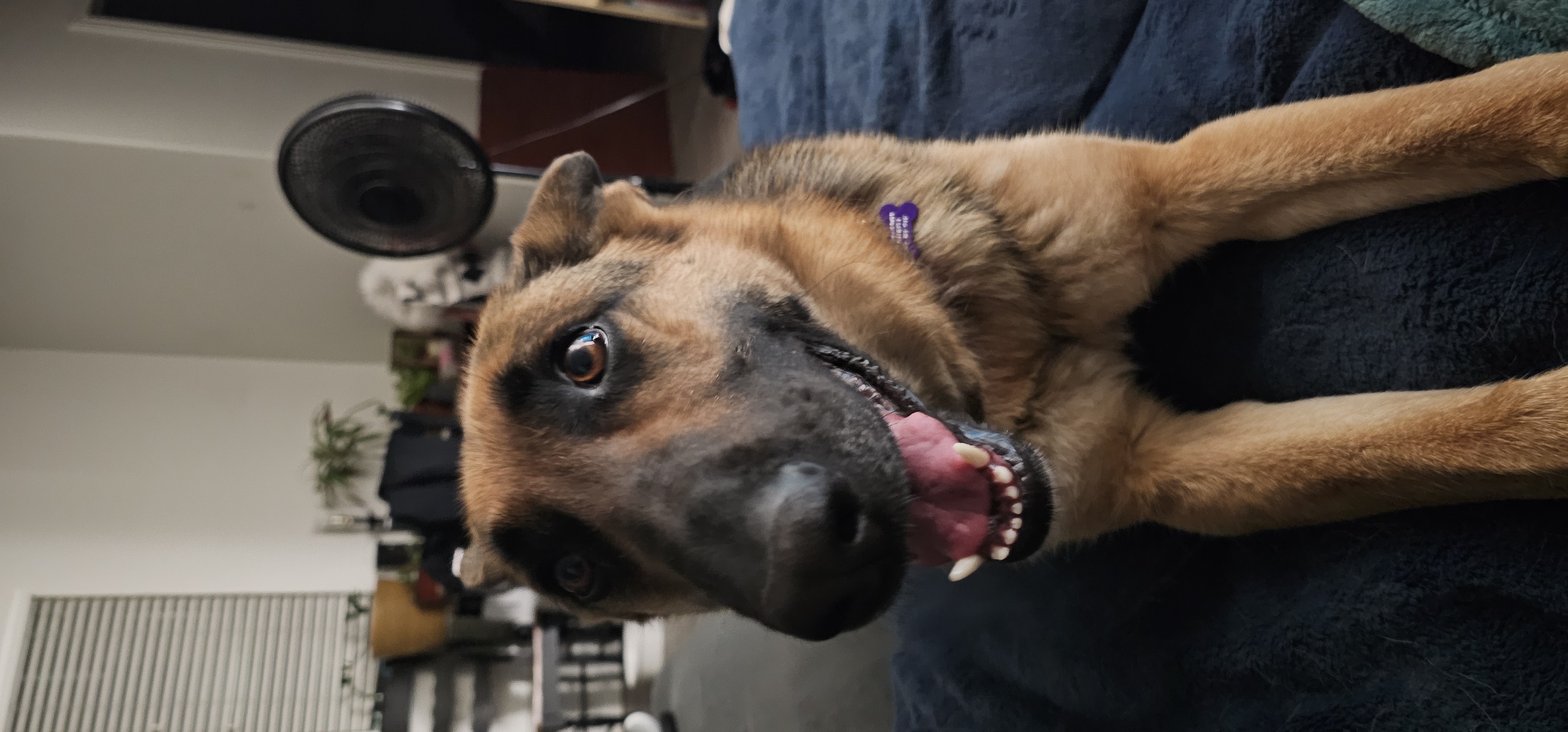 Picture of the Animal Listed