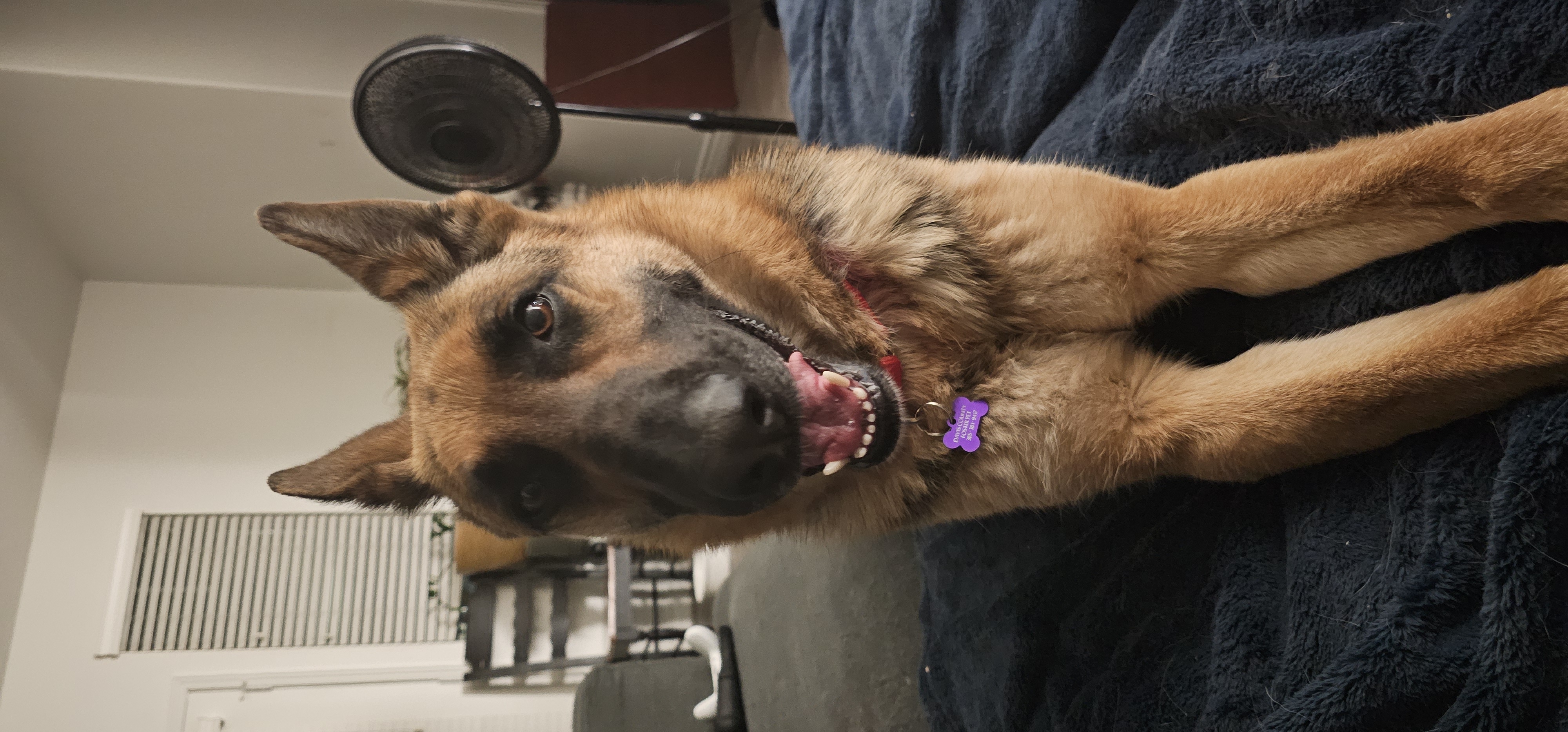 Picture of the Animal Listed