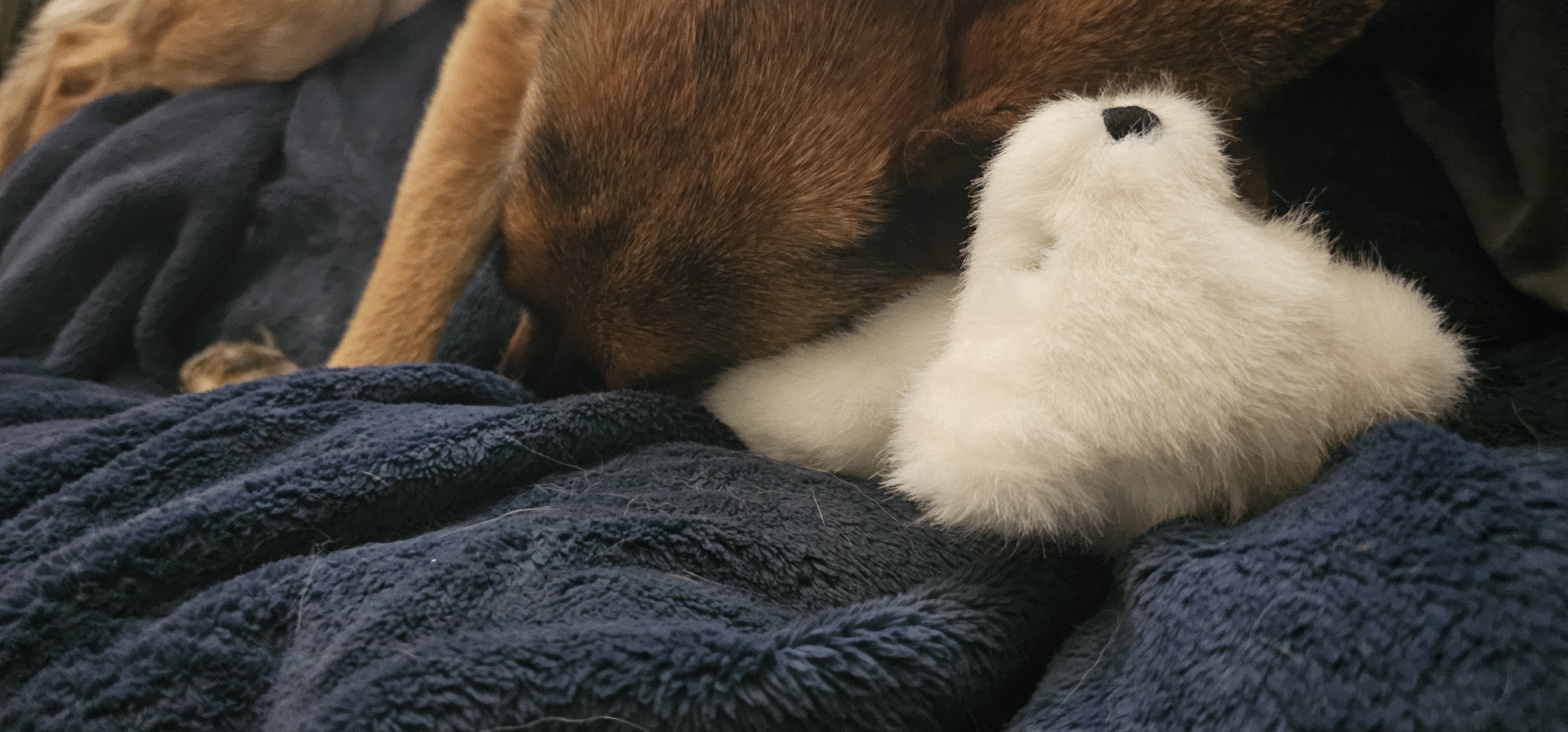 Picture of the Animal Listed