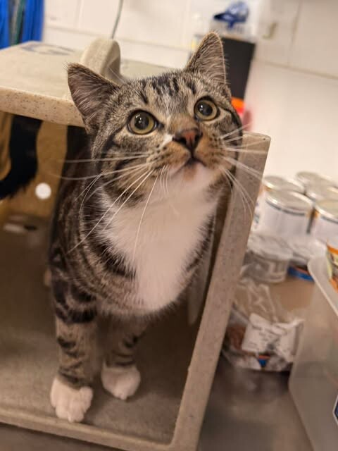 Picture of the Animal Listed