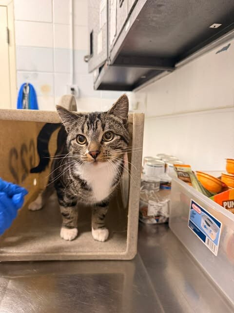 Picture of the Animal Listed