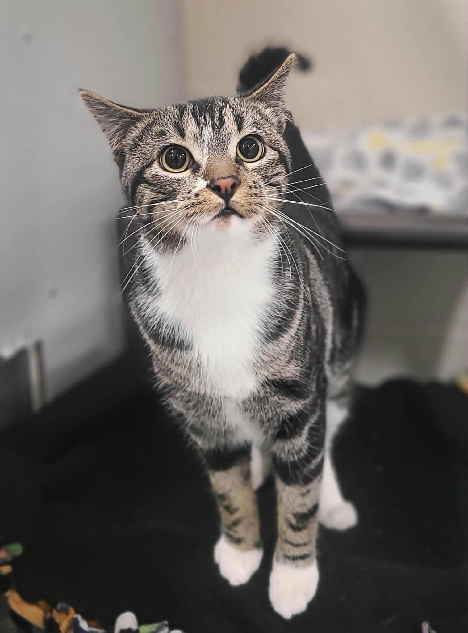 Picture of the Animal Listed