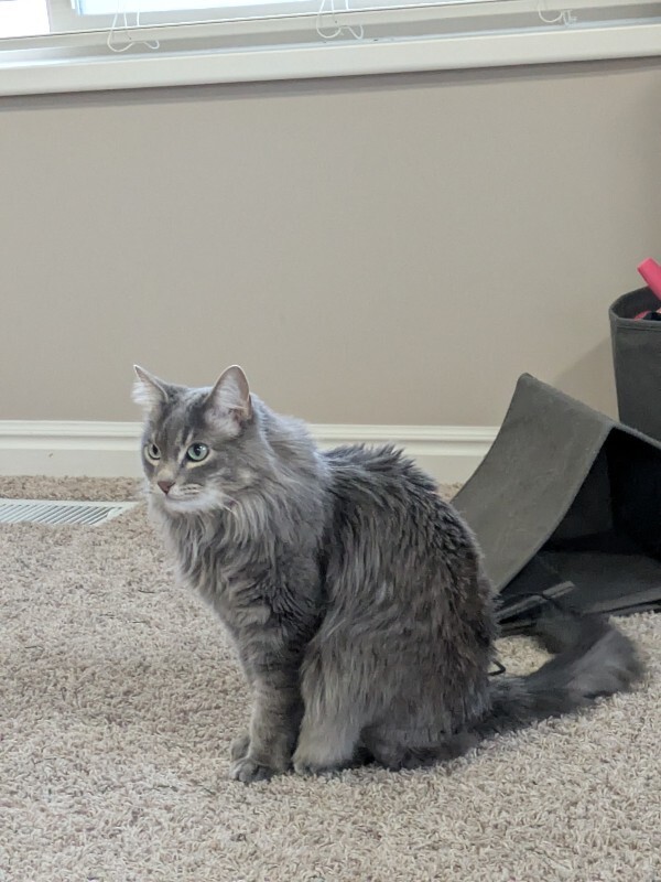 Picture of the Animal Listed