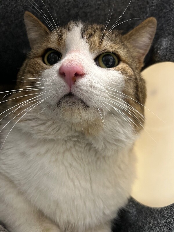 Picture of the Animal Listed