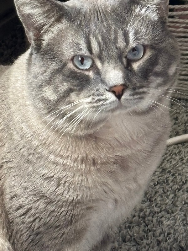 Picture of the Animal Listed