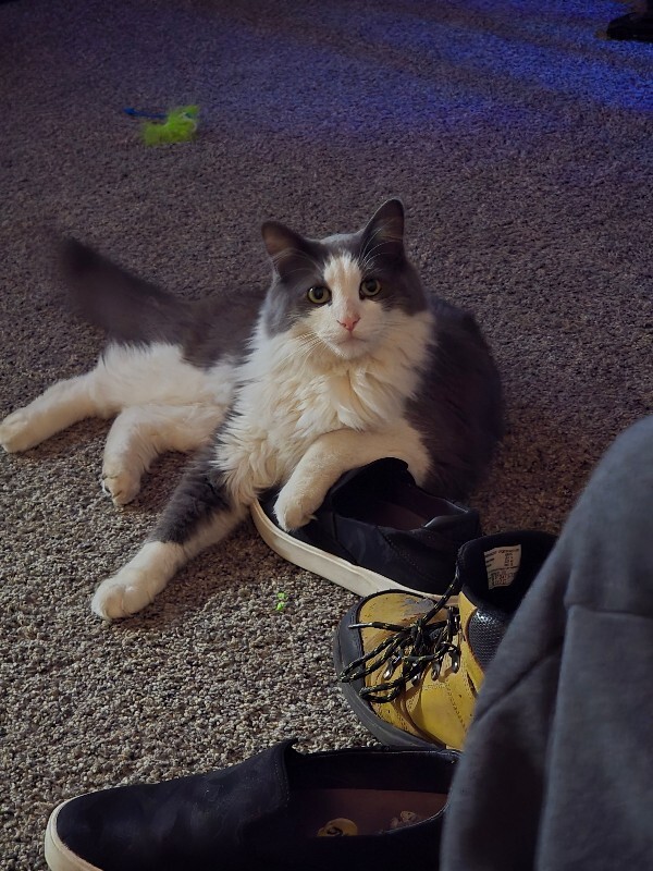 Picture of the Animal Listed