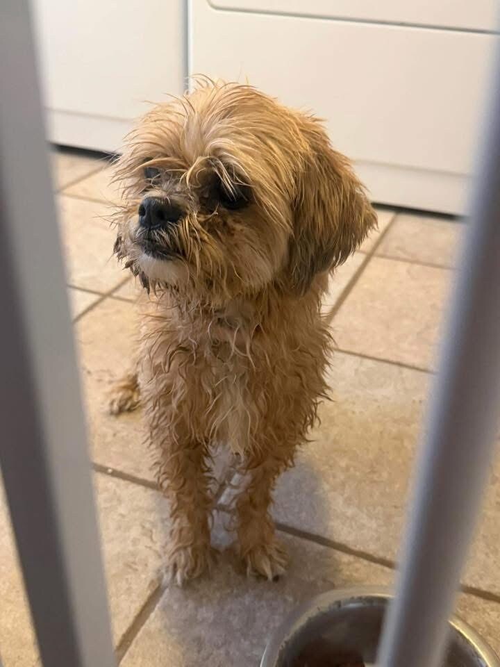 Picture of the Animal Listed