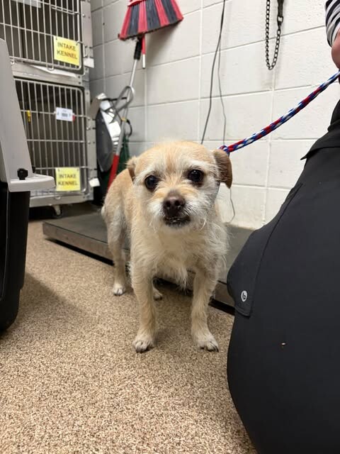 Picture of the Animal Listed