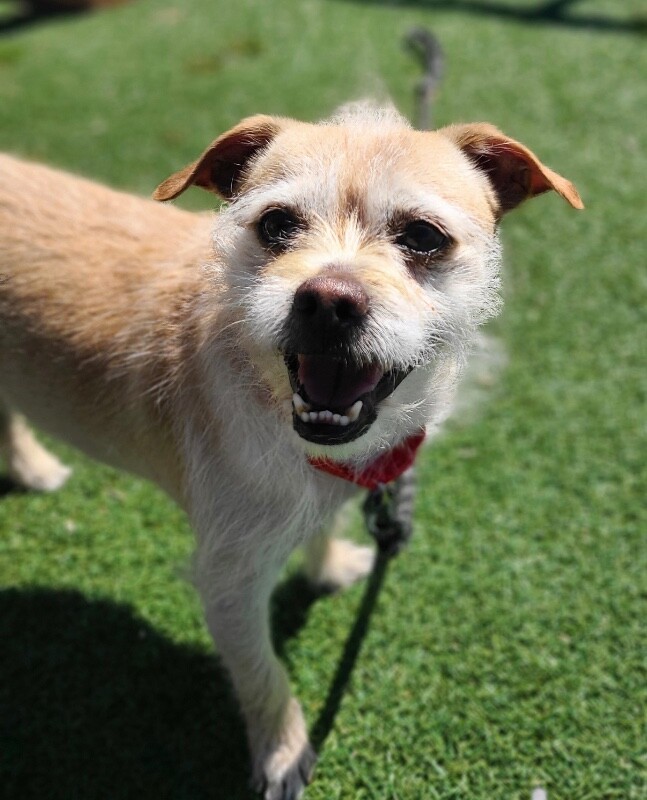 Picture of the Animal Listed