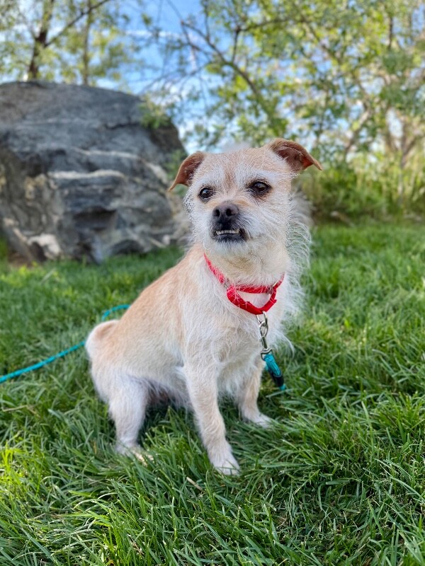 Picture of the Animal Listed