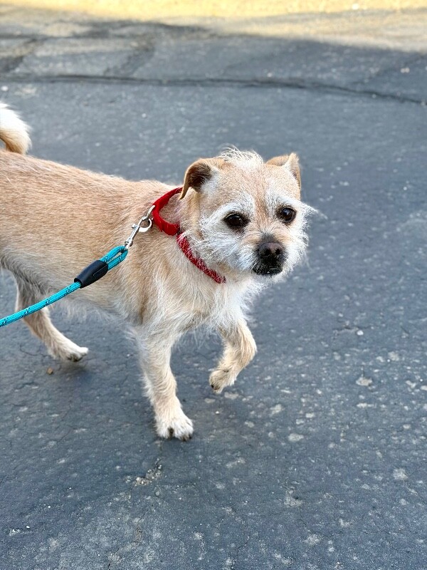 Picture of the Animal Listed