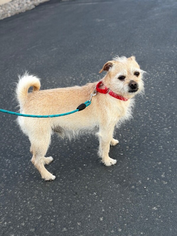 Picture of the Animal Listed