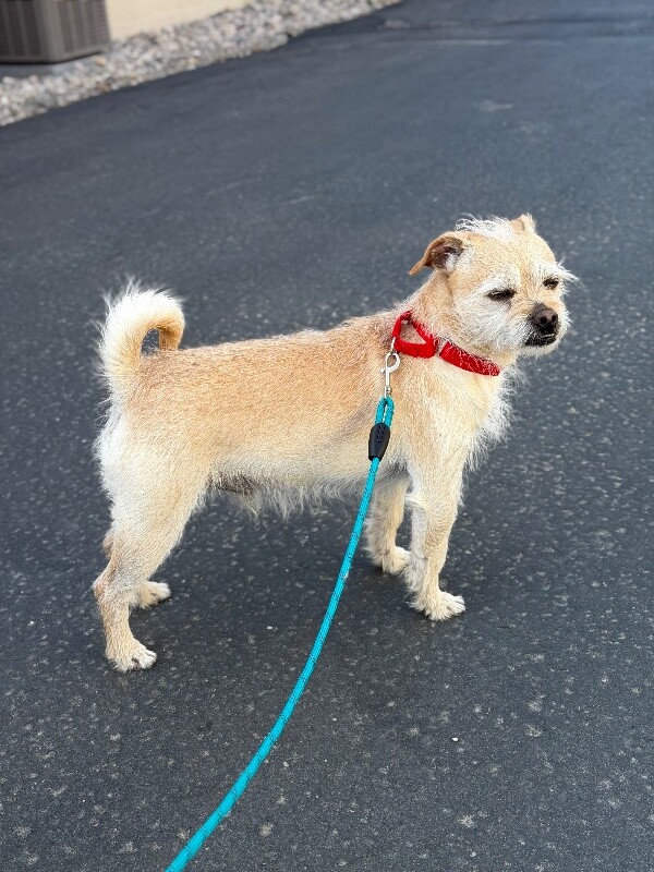 Picture of the Animal Listed