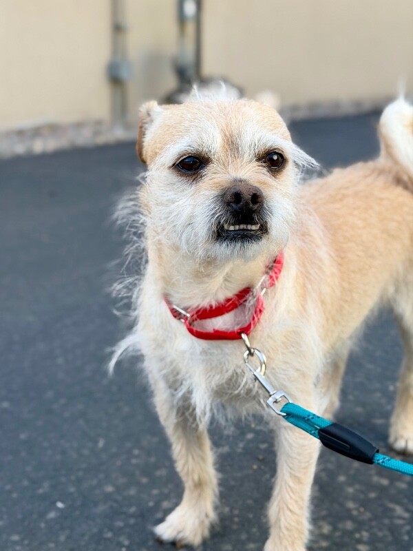 Picture of the Animal Listed