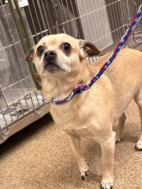 Picture of the Animal Listed