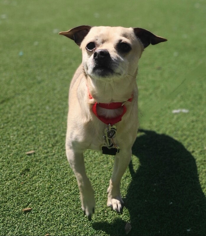 Picture of the Animal Listed