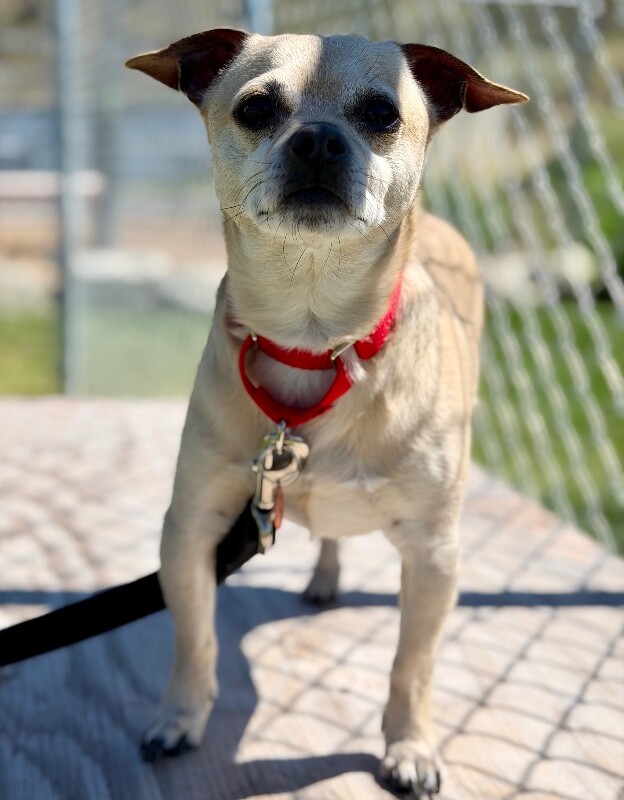 Picture of the Animal Listed