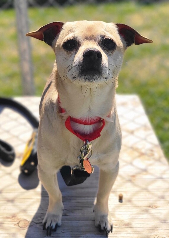 Picture of the Animal Listed