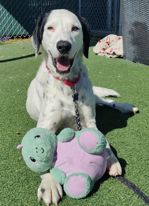 Picture of the Animal Listed