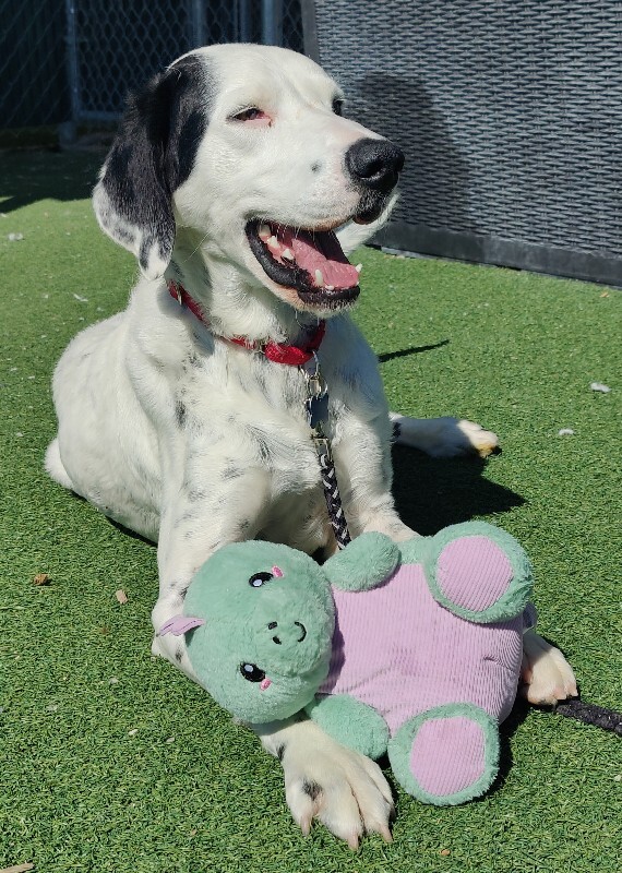 Picture of the Animal Listed