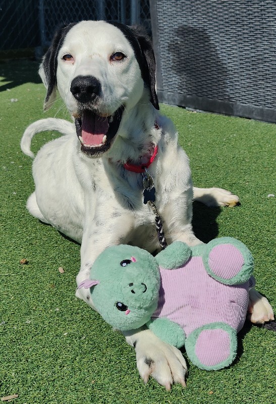 Picture of the Animal Listed