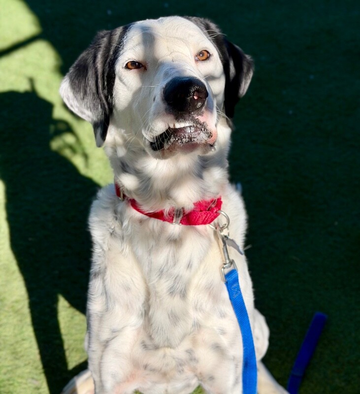 Picture of the Animal Listed