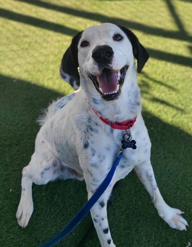 Picture of the Animal Listed