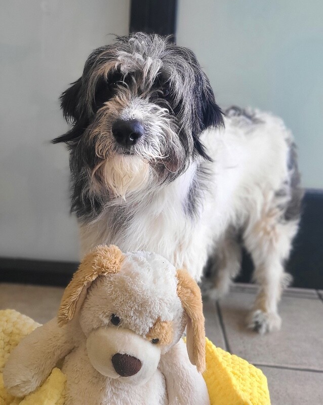 Picture of the Animal Listed