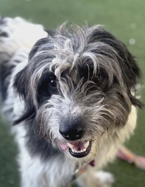 Picture of the Animal Listed