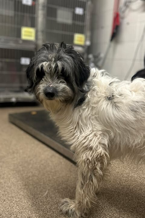 Picture of the Animal Listed