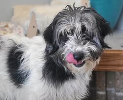 Picture of the Animal Listed