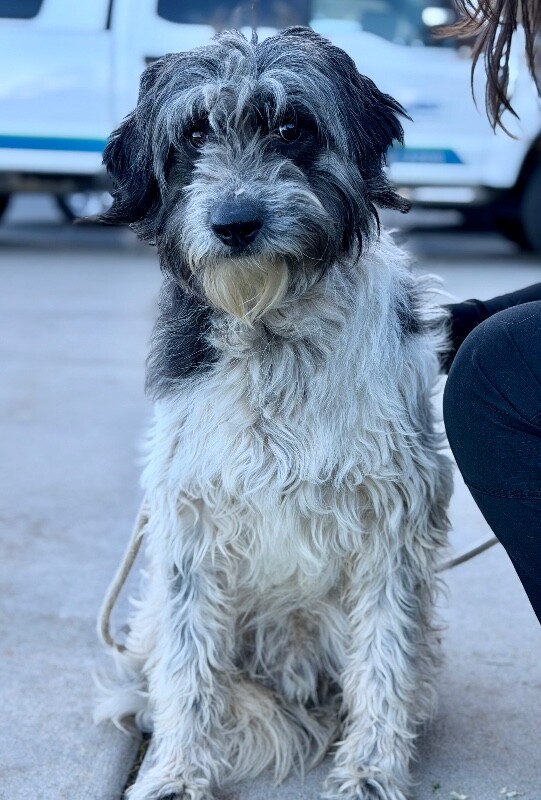 Picture of the Animal Listed