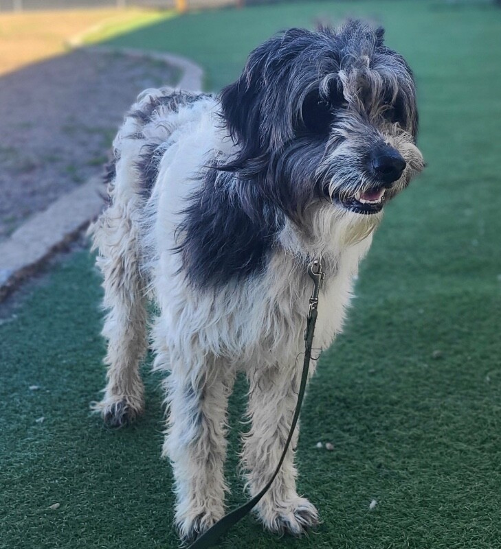 Picture of the Animal Listed