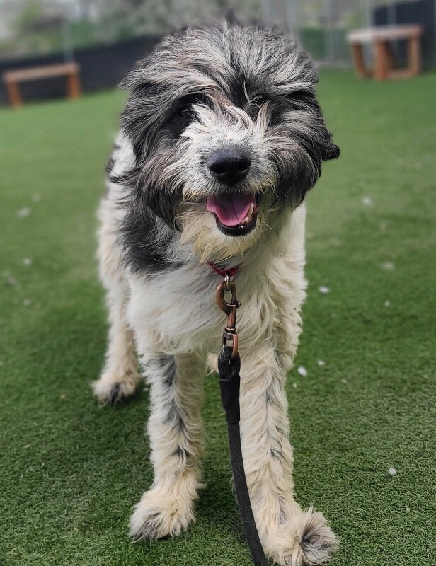 Picture of the Animal Listed