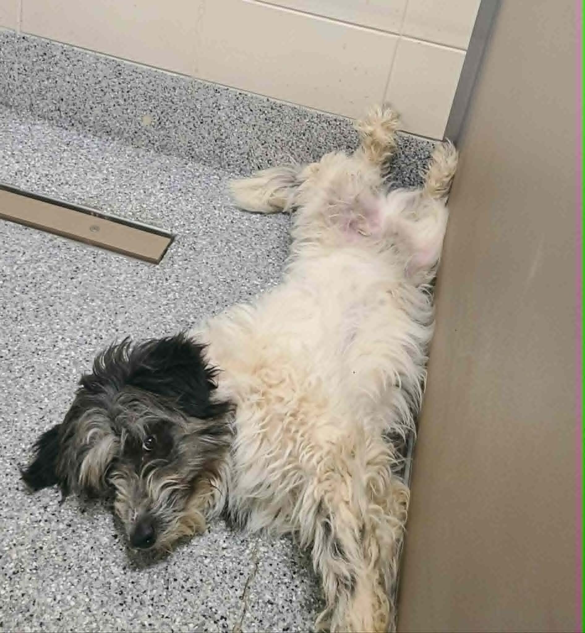 Picture of the Animal Listed