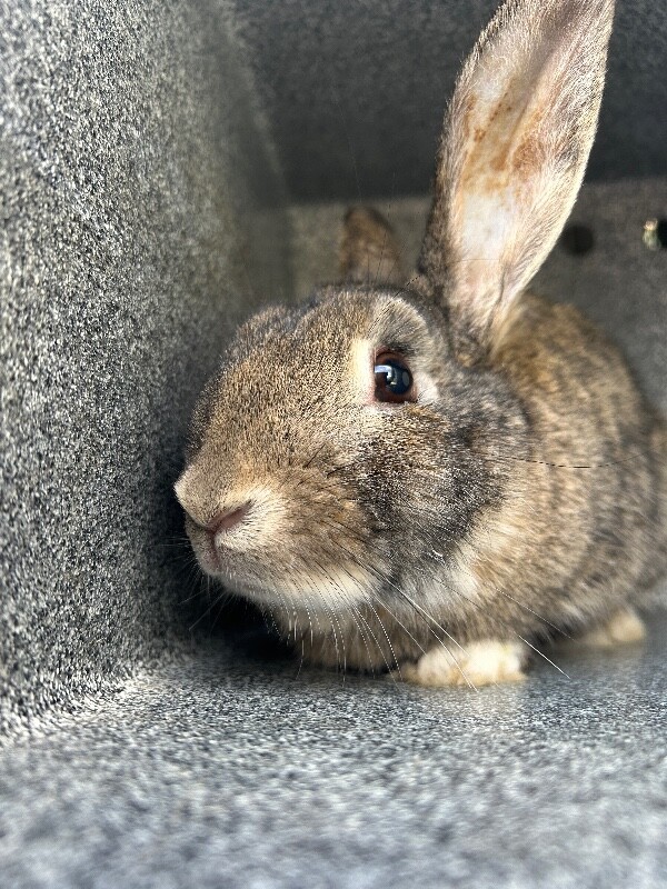 Picture of the Animal Listed