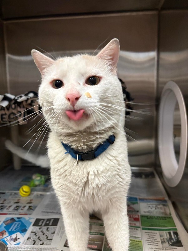 Picture of the Animal Listed