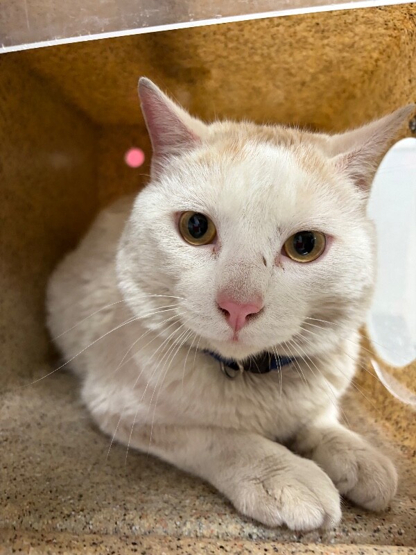 Picture of the Animal Listed