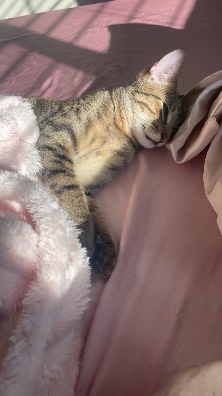 Picture of the Animal Listed