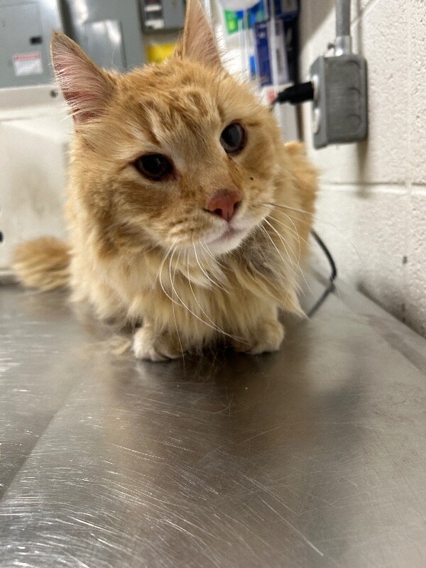 Picture of the Animal Listed