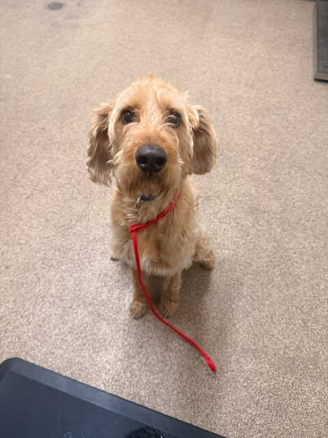 Picture of the Animal Listed