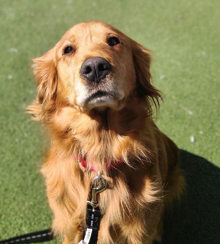 Picture of the Animal Listed