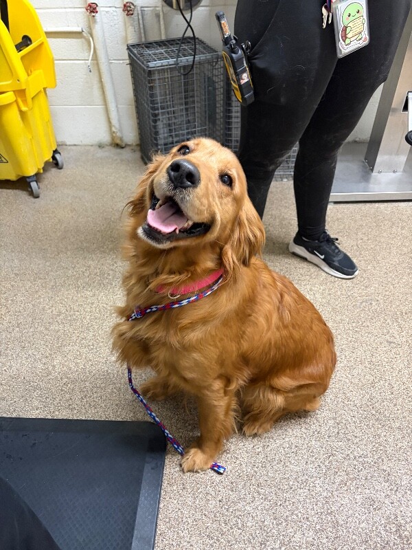 Picture of the Animal Listed