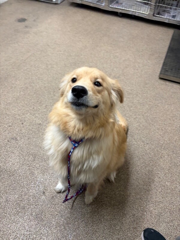 Picture of the Animal Listed